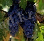 http://blogtime.kz/uploads/images/00/00/24/2014/04/08/5e7bd9.jpg