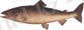 fish5