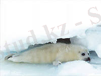 http://im6-tub-kz.yandex.net/i?id=104943001-48-72&n=21