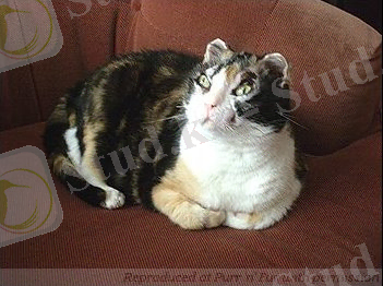 http://3.bp.blogspot.com/_1oeI_YTvkMU/S8VuFdqqsGI/AAAAAAAAU6c/qTqURVNl5z0/s400/cat_scarlett2008-1.jpg