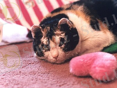 http://img1.liveinternet.ru/images/attach/c/2/65/396/65396883_1287263841_cat_scarlett.jpg