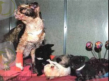 http://1.bp.blogspot.com/_1oeI_YTvkMU/S8VrXQkkXVI/AAAAAAAAU5g/wJx7cw_2muk/s400/cat_scarlett-recovery.jpg