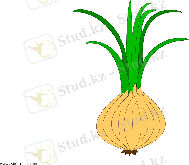 C:\Users\lenovo\Desktop\onion-picture-color.png
