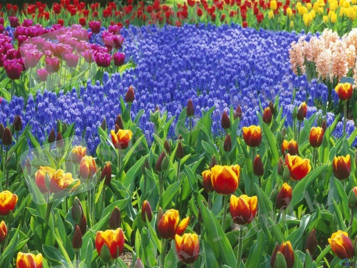 http://altaynews.kz/kaz/uploads/posts/2012-03/1331533758_flowers_463-preview.jpg