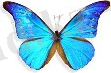 http://go2.imgsmail.ru/imgpreview?key=http%3A//umm4.com/wp-content/uploads/2010/11/babochki-3.jpg&mb=imgdb_preview_20&q=90&w=115